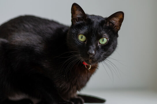 Portrait Of A Black Cat Using A Red Collar Looking At Camera