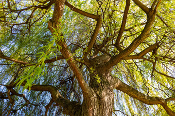 Weeping willow spring