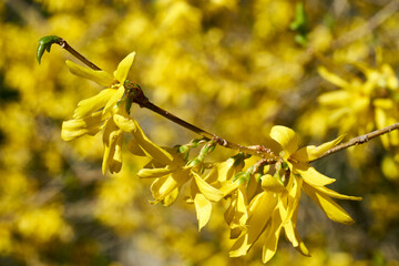 Forsythien - gelbe Frühlingsblüten unscharfer gelber Hintergrund
