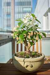 Apfelbaum Malus Evereste als Bonsai während der Blütezeit im April auf einem Balkon