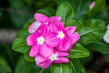 Close up Catharanthus roseus or madagascar periwinkle purple flowers blooming in garden. Madagascar...
