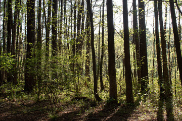 Naklejka premium Sunlit Trees