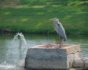 Blue Heron Sitting on Water Overflow in Retention Pond on a Sunny Day.