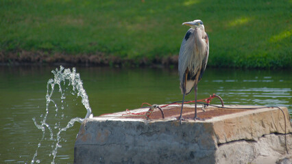 Blue Heron Sitting on Water Overflow in Retention Pond on a Sunny Day.