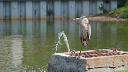 Blue Heron Sitting on Water Overflow in Retention Pond on a Sunny Day.