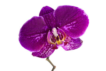 Large purple orchid on white isolated background. Holiday gift. Copy space