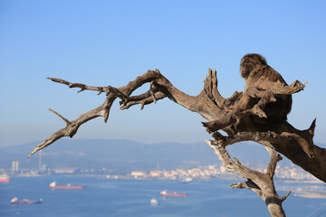 A monkey is sitting on a dry tree and looks down at the seascape. Strait of Gibraltar, United Kingdom. 