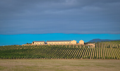 vineyard in south africa 