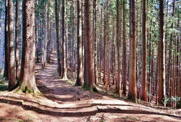 Bergwald, sonnendurchflutet