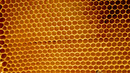 Frame with honeycombs. Golden wax honeycombs are filled with fresh honey. Harvesting honey in the...