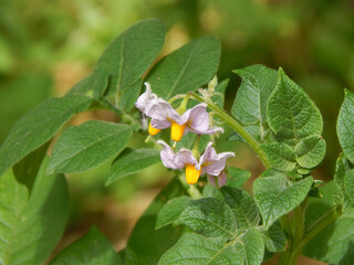 nightshade