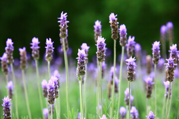 Obraz premium beautiful Lavender blossoms,close-up of purple Lavender flowers blooming in the garden in spring 
