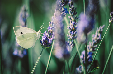 white butterfly in lavender flower