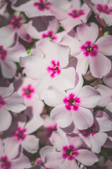 Fototapeta na wymiar pink white phlox flower background