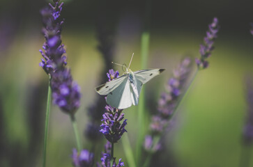 purple lavender flower with butterfly