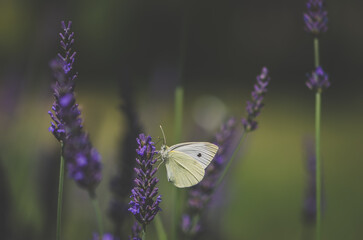 purple lavender flower with butterfly