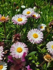 Obraz premium Nature