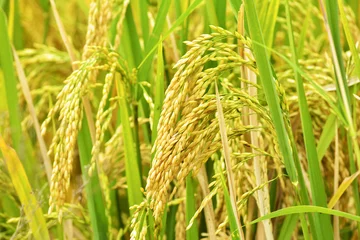 Fotobehang Gras Rice field. Beautiful golden rice field and ear of rice.