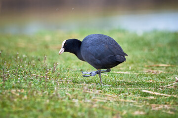 Eurasian Coot on a field ( Fulica Atra ). 