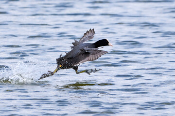 Eurasian Coot running on water ( Fulica Atra ). 