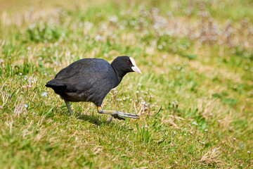 Eurasian Coot on a field ( Fulica Atra ). 