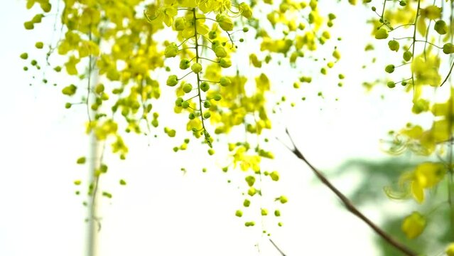 Vishu greetings video, Kanikonna poov 