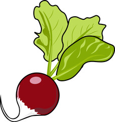 radish illustration isolated on white background