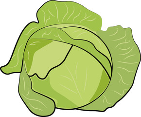 green cabbage isolated on white