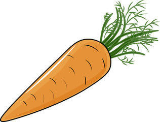 carrot illustration isolated on white background