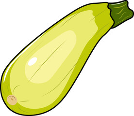 zucchini illustration isolated on white background