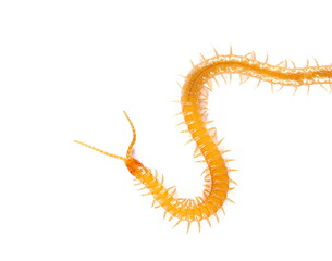 Western yellow centipede, Haplophilus subterraneus, isolated on white