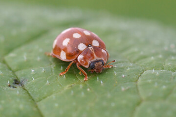 Closeup on the colorful red cream-spot ladybird , Calvia quatuordecimguttata, sitting on a green leaf