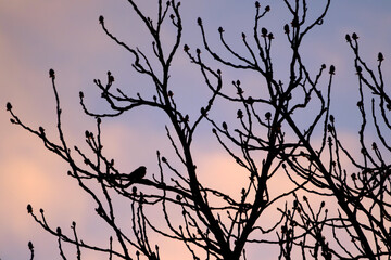 Fototapeta na wymiar Silouhette of the branches of a tree and a bird sitting on a it, during sunrise, with beautiful pink blue sky on background.
