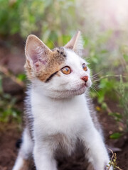 Naklejka na ściany i meble A small frightened kitten in the garden looks up