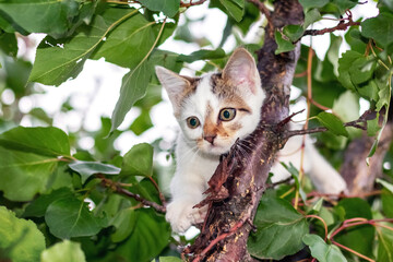 Small cute white kitten on a tree among green leaves in summer