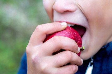 A boy eats a big red apple with pleasure