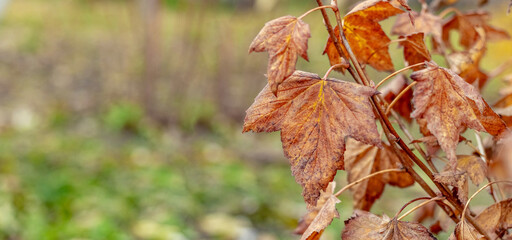 Currant bush with dry autumn leaves in the garden in sunny weather