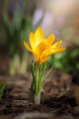 Obraz premium Golden crocus (Crocus chrysanthus) Fuscotinctus blooms in a garden in March