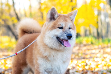Akita dog on a leash in an autumn park looking attentively ahead, portrait of a dog