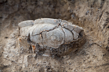 Archaeological excavations, an ancient clay artifact was found, well preserved in the soil, which is five thousand years old