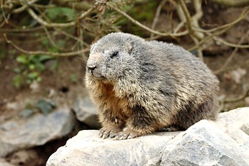 marmotte