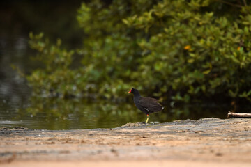 Common Moorhen - Gallinula chloropus - water hens - On the banks of lakes, they search for food, surrounded by green grass and trees
