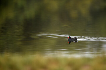 Common Moorhen - Gallinula chloropus - water hens - On the banks of lakes, they search for food,...