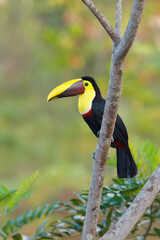 Yellow-throated Toucan perching on branch