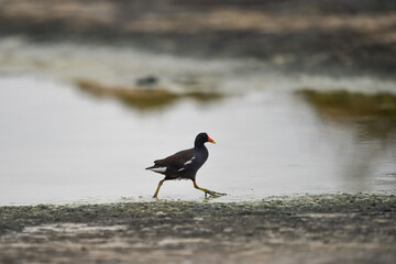 Common Moorhen - Gallinula chloropus - water hens - On the banks of lakes, they search for food, surrounded by green grass and trees
