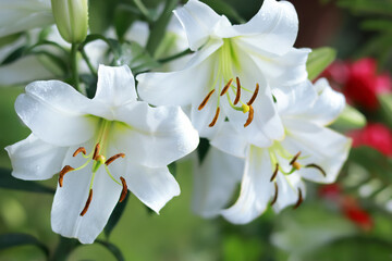 Madonna Lily. White Easter Lily flowers in garden. Lilies blooming. Blossom Lilium Candidum. Garden Lillies with white petals. Large flowers in sunny day. Floral background. Greeting card Easter - obrazy, fototapety, plakaty