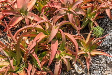 detail of Van Balen Aloe  plants at botanic gardens, Worcester