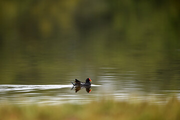 Common Moorhen - Gallinula chloropus - water hens - On the banks of lakes, they search for food,...