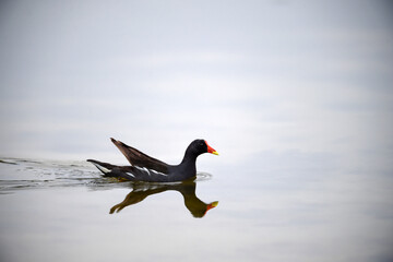 Common Moorhen - Gallinula chloropus - water hens - On the banks of lakes, they search for food, surrounded by green grass and trees
