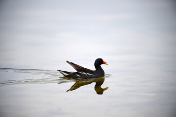 Common Moorhen - Gallinula chloropus - water hens - On the banks of lakes, they search for food, surrounded by green grass and trees
